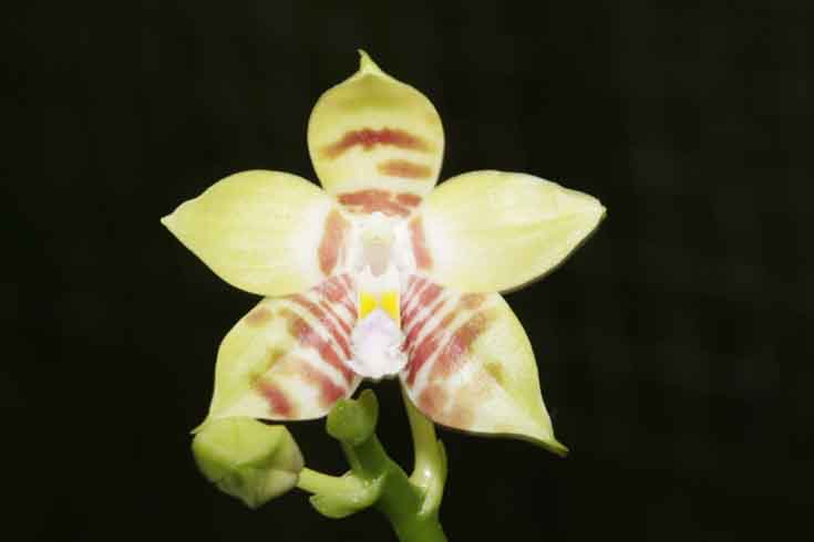 Phalaenopsis amboinensis x fimbriata P013a_b