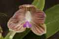Phalaenopsis javanica 0051a_t
