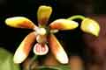 Phalaenopsis kunstleri 0002a_t